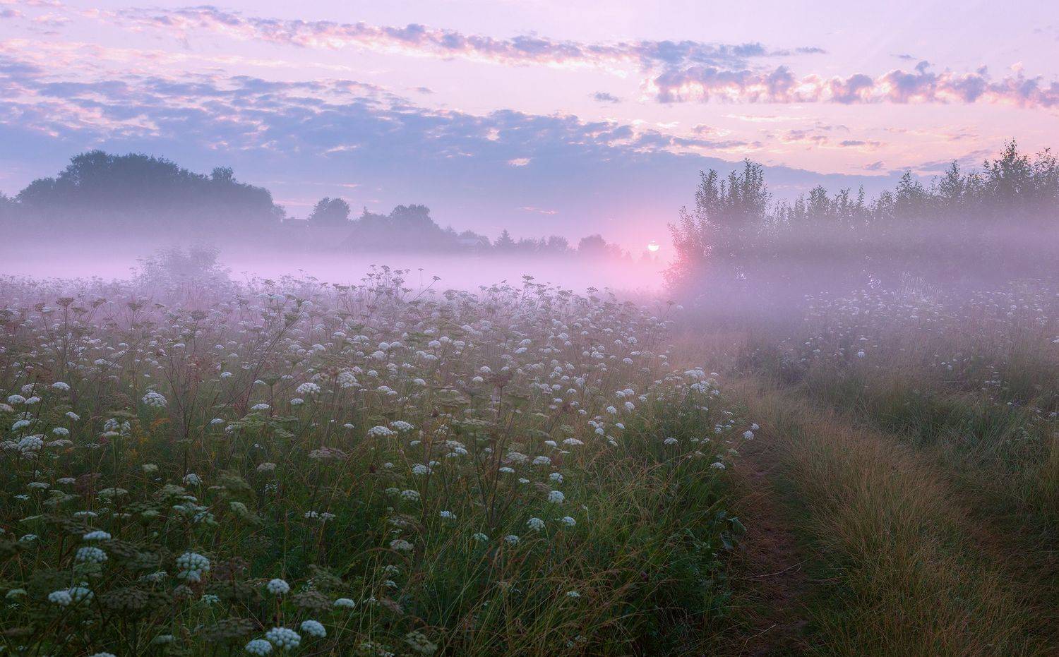 туман, лето, утро, подмосковье, Александр Стрельчук