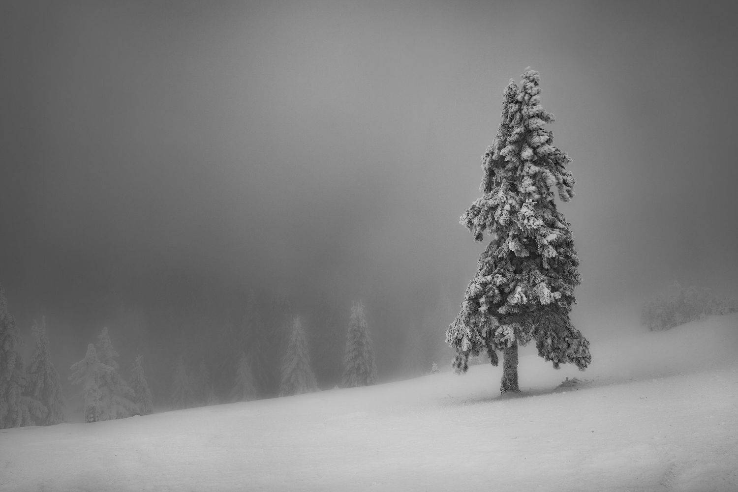 , Szabo Zsolt Andras