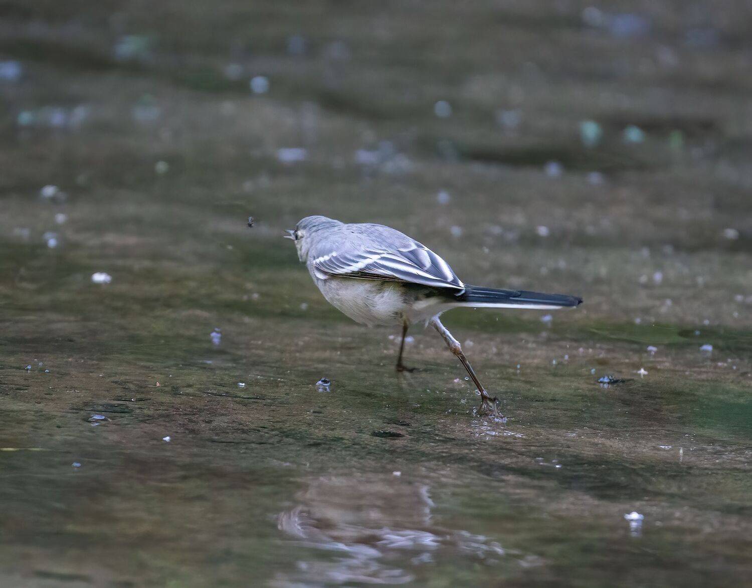 , Константин Дэм