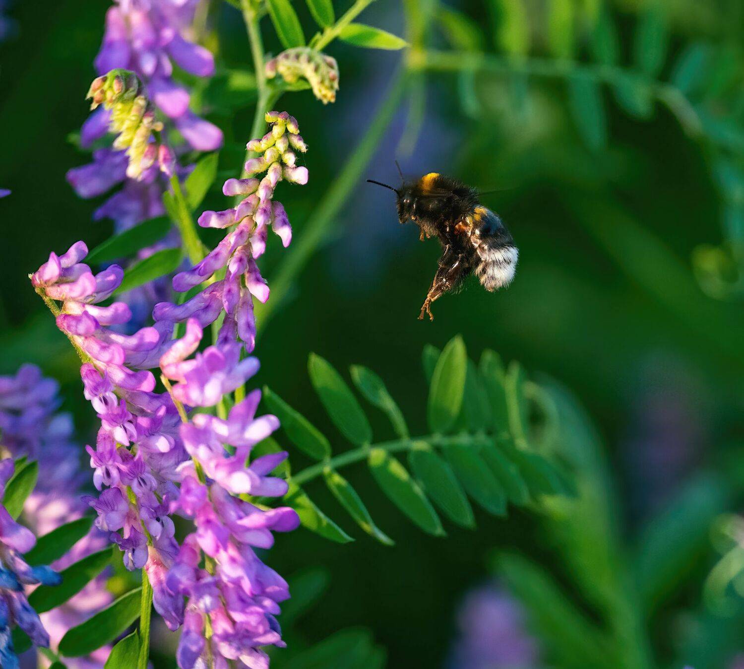 , Константин Дэм