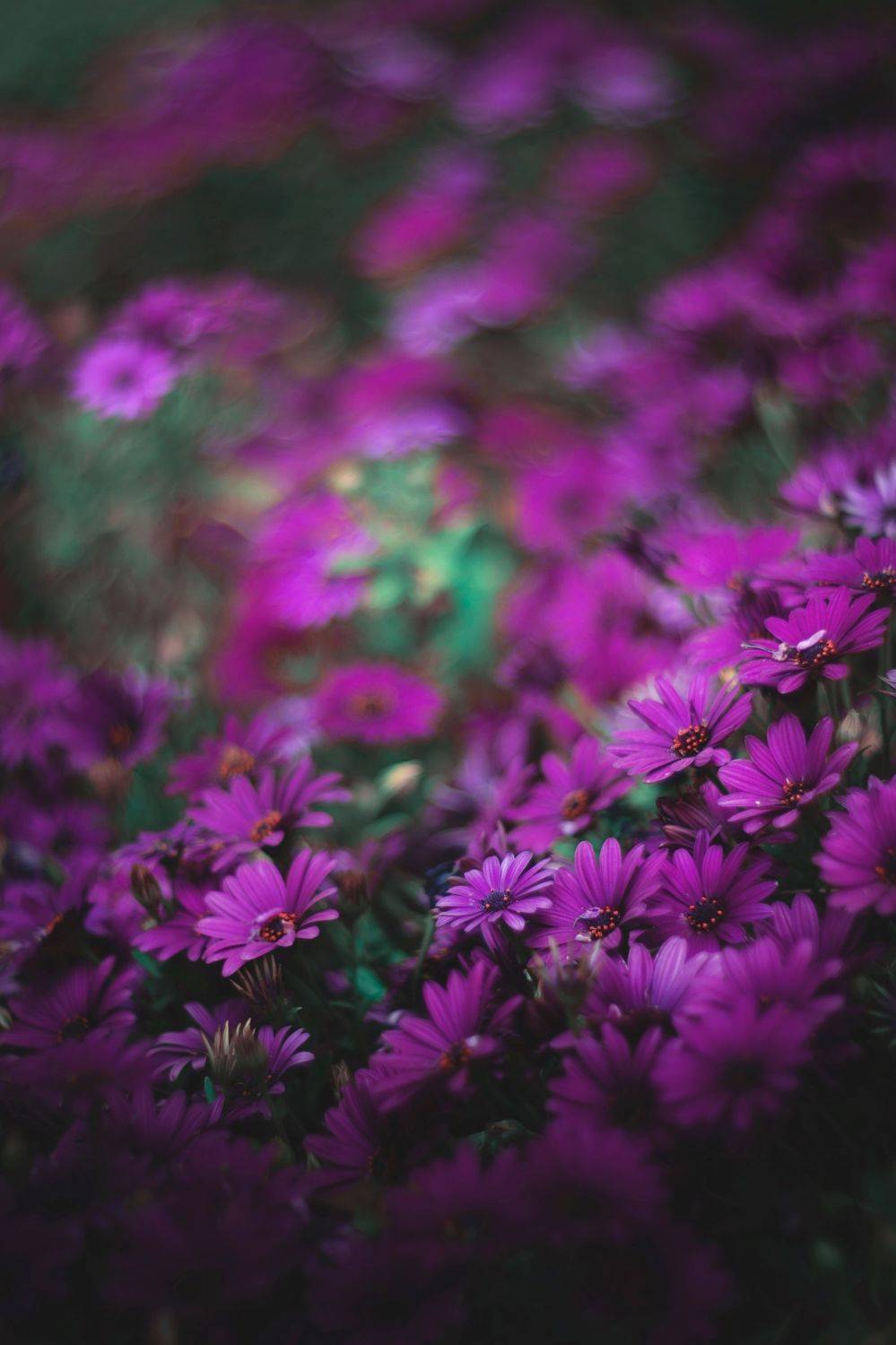 nature,nikon,flower,orange,purple,bokeh,purple,violet,dark,light,bokeh,zenit,helios,, ColorAddict.Nature Borislav Aleksiev