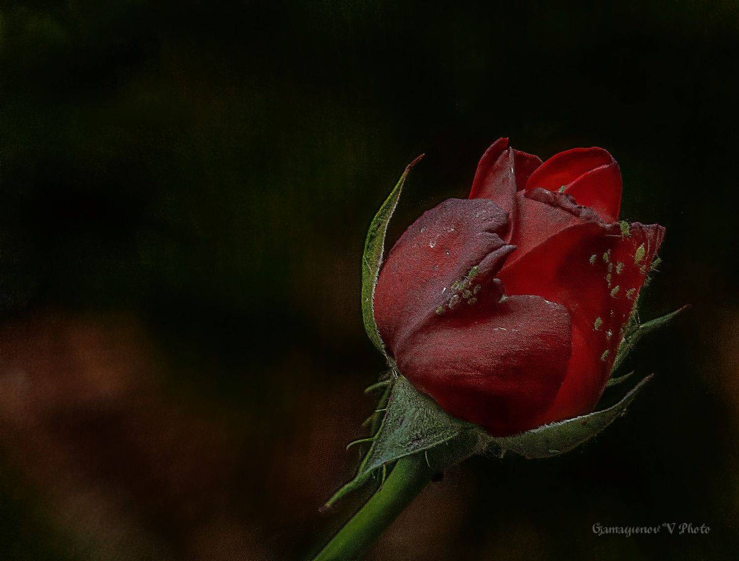 , Владимир Гамаюнов