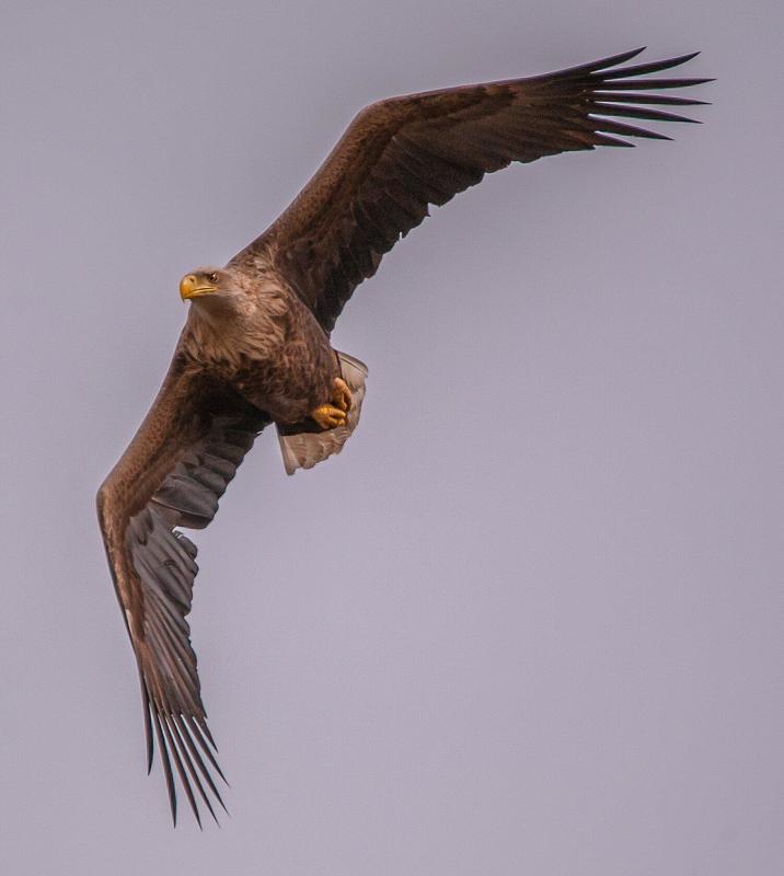 Астраханская обл.с.КАМЫШОВО ОРЛАН-БЕЛОХВОСТ фото превью
