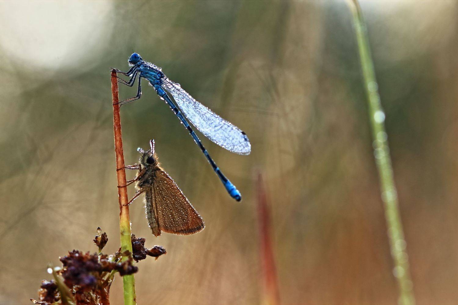 , Олег Резенов