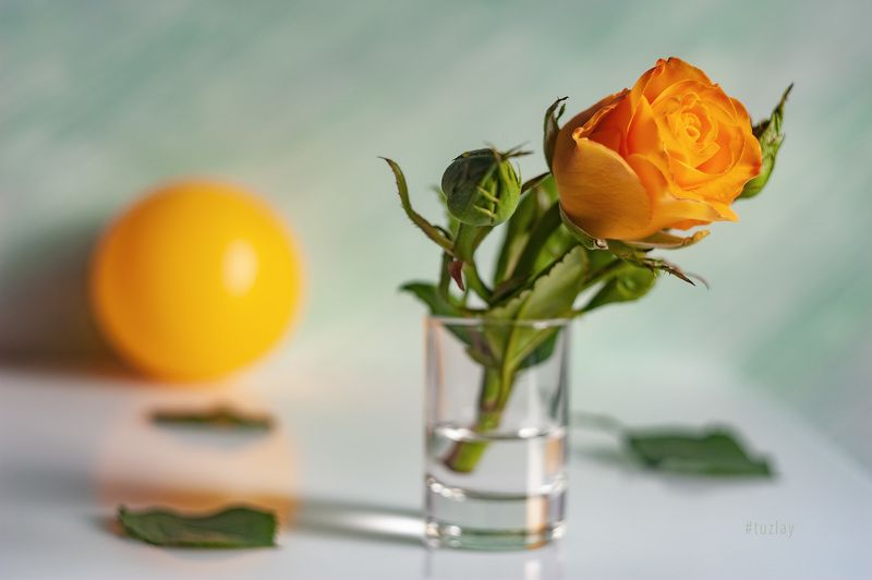 желтая роза, желтый шар, софт фокус Настроение Ундевит фото превью