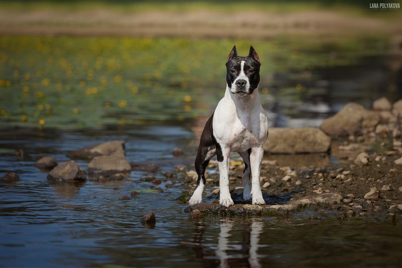 собака, амстафф, аст, американский стаффордширский терьер  Джака фото превью