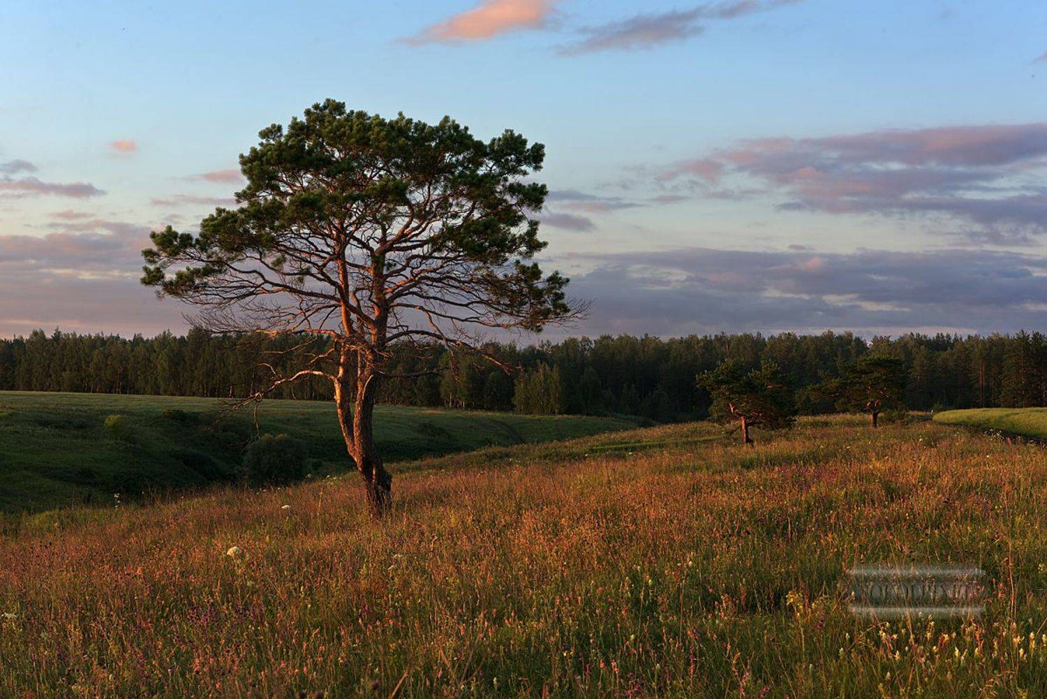 , Андрей Cоколов