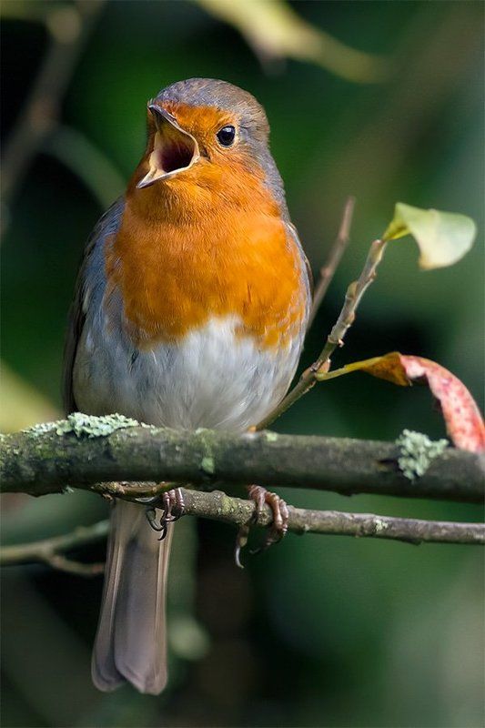 Robin фото превью