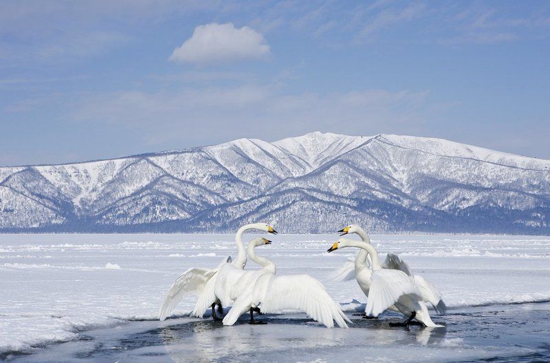 THE SWAN QUARTET фото превью