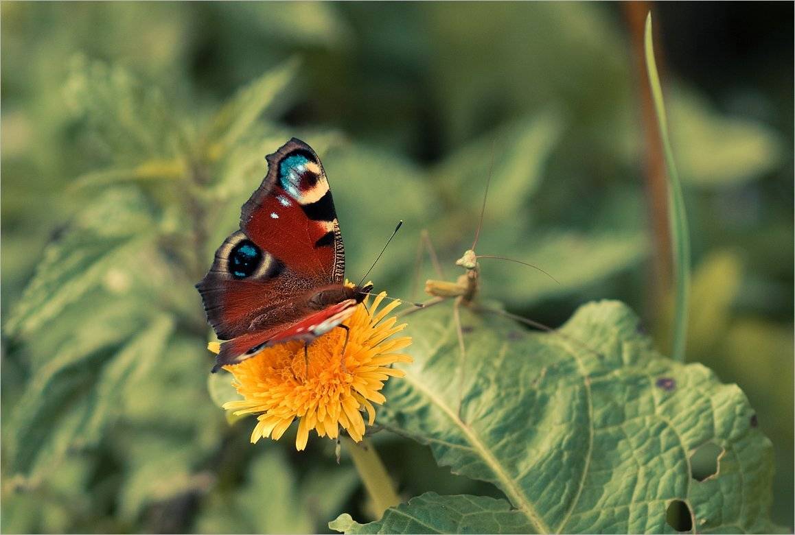 , Николай Шахманцир