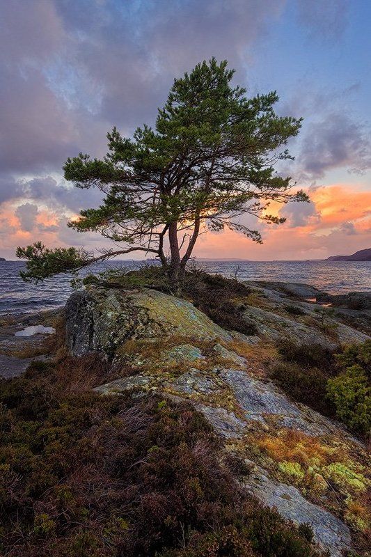Говорящая с ветром фото превью