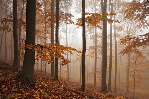 Beechwood