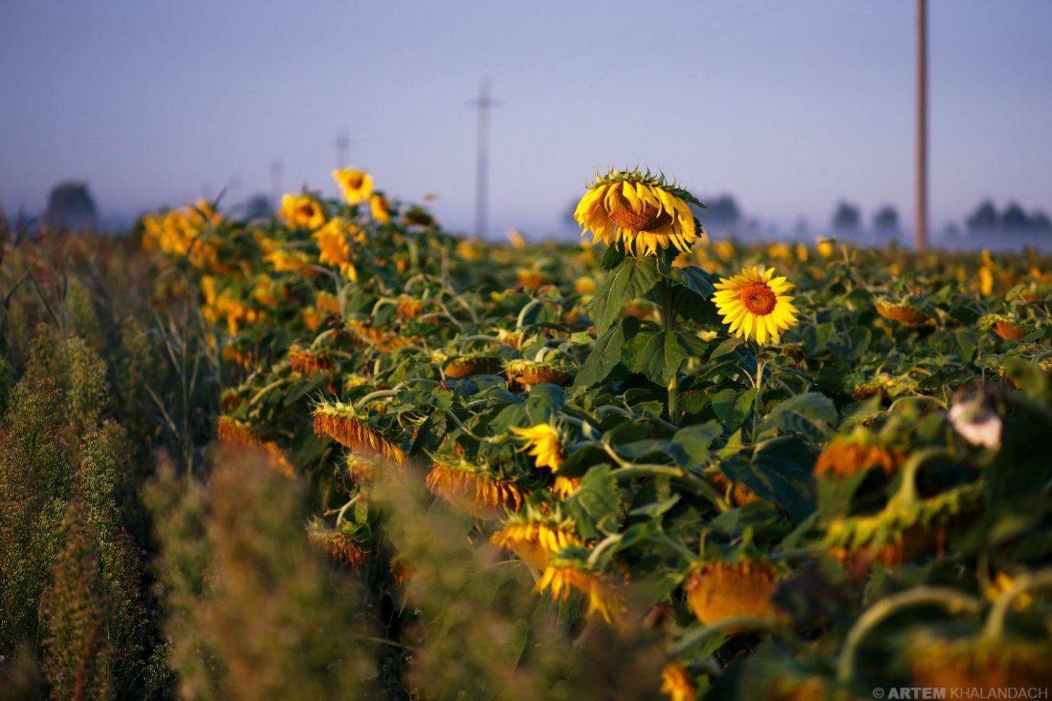 Беларусь, Подсолнечник, Полесье, Артем Халандач