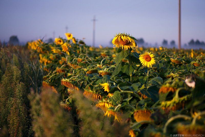 Беларусь, Подсолнечник, Полесье Подсолнечник фото превью