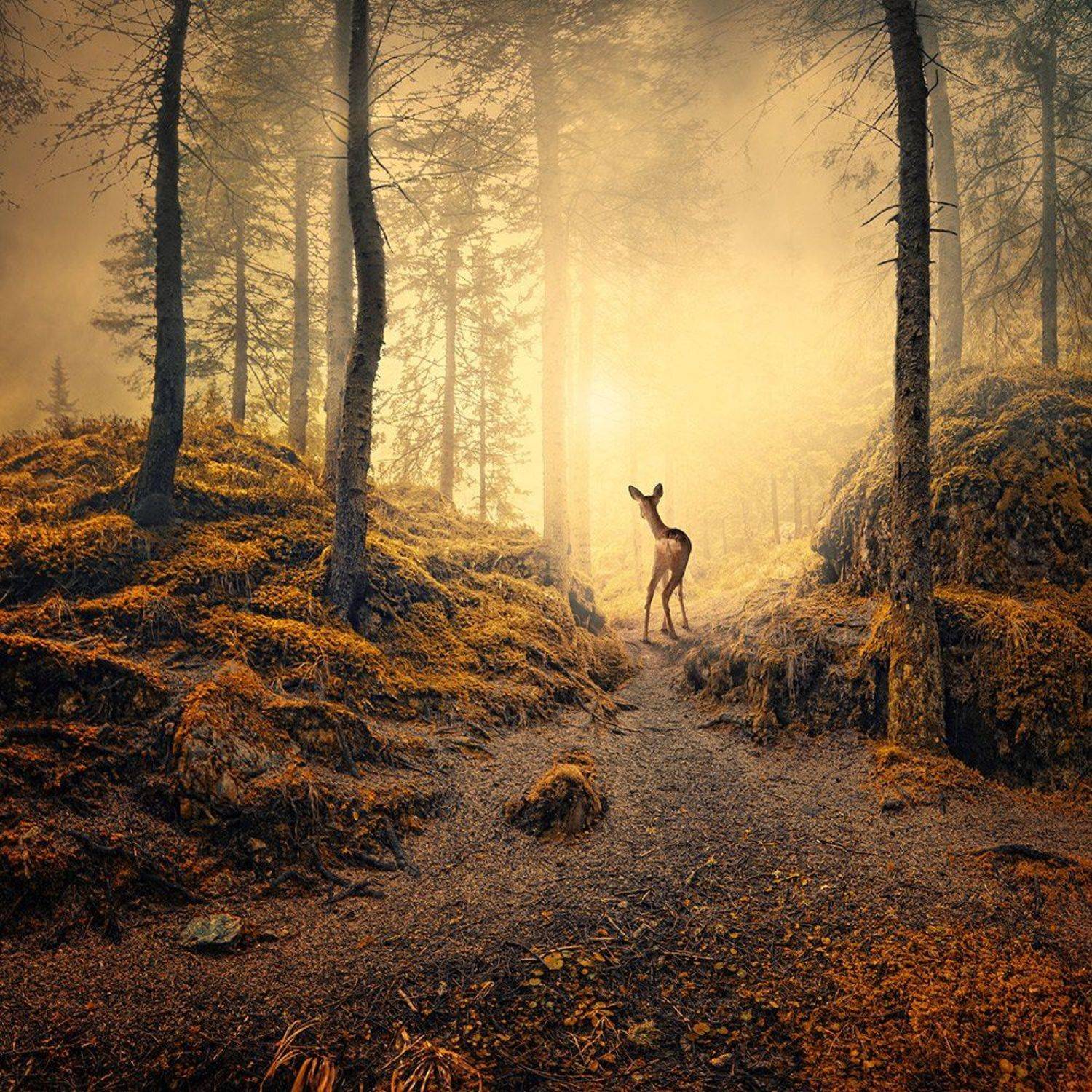 autumn, bird, birds, cart, clouds, corn, crow, dear, field, fly, fog, forest, fountain, green, ground, grounds, leaf, light, lightness, man, manipulation, mounting, mystery, path, photoshop, psd, reaven, rocks, sky, stairs, tree, tulip, tutorials, working, Caras Ionut
