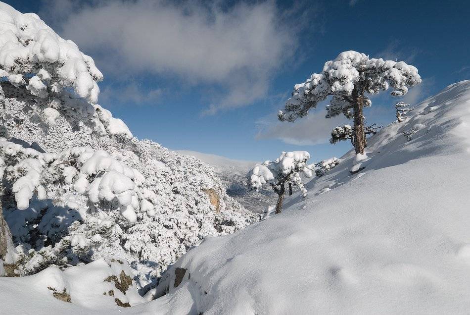 , Саша  Вайсберг.
