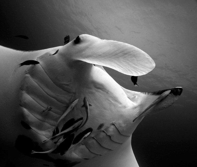 Чёрное и белое фото превью