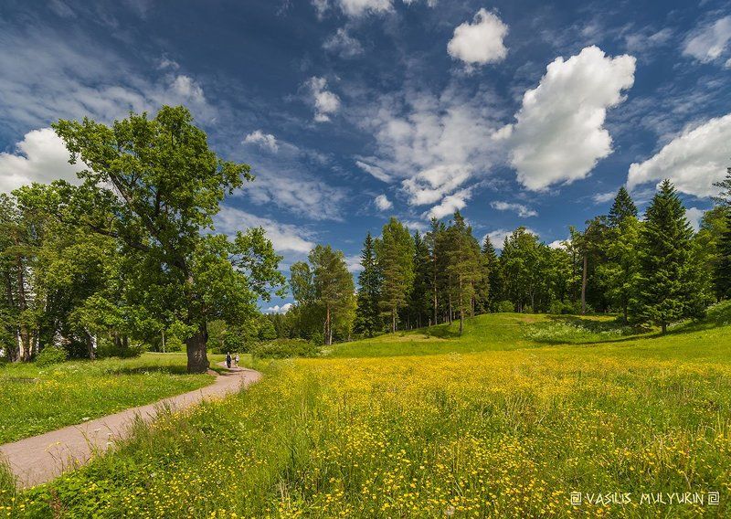 В Павловском парке .... фото превью