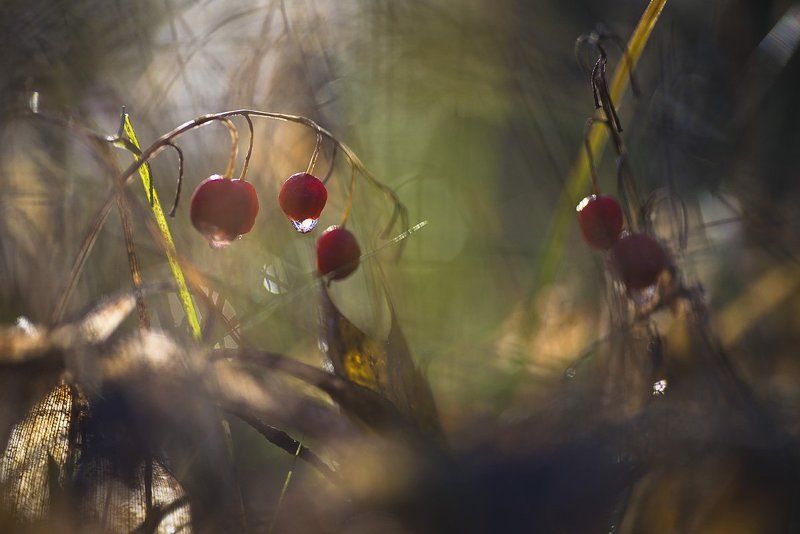 Осенние впечатления фото превью