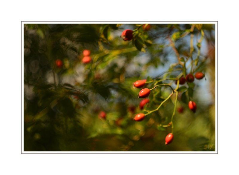 Спящая красавица фото превью