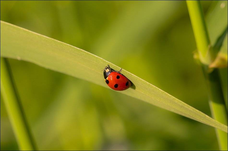 , Бурлов Андрей