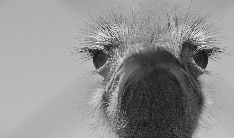 majestic фото превью