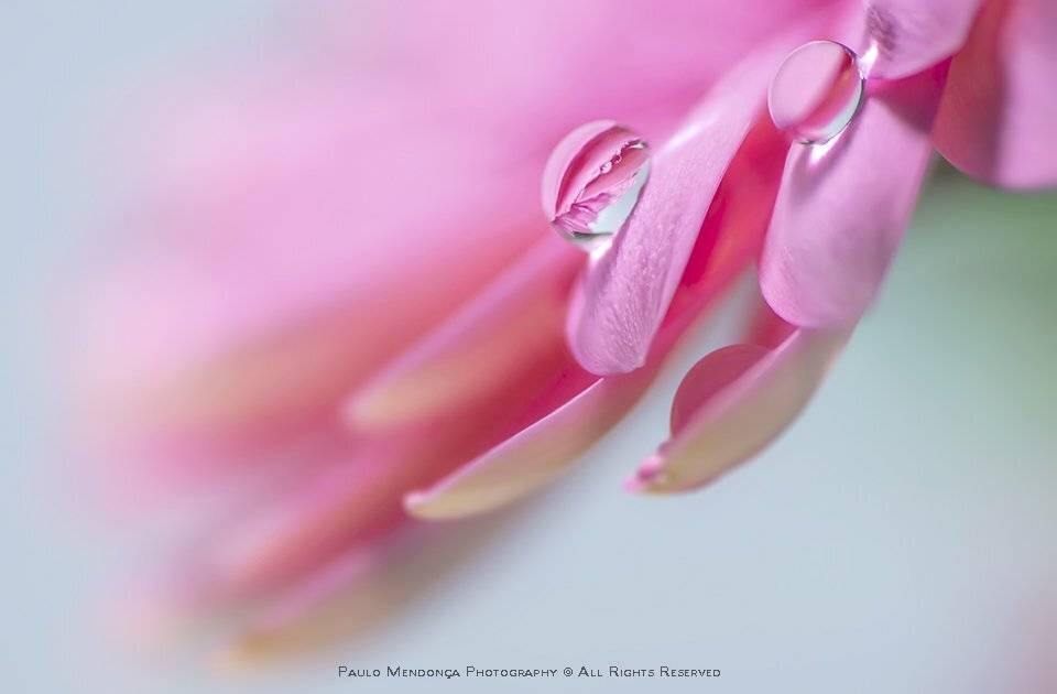 , Paulo Mendon&ccedil;a