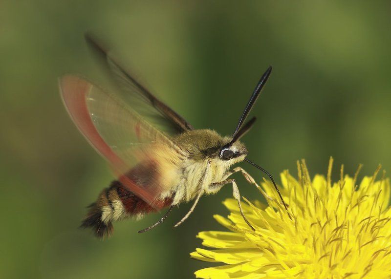 бражник, бражник фото превью