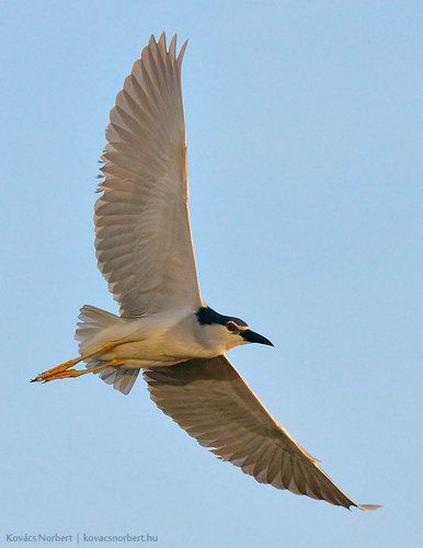 Night Heron