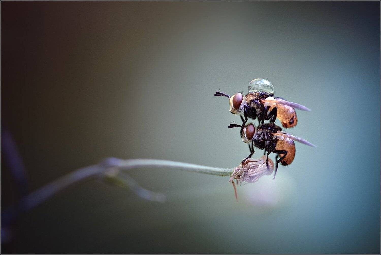 , Александр Чорный