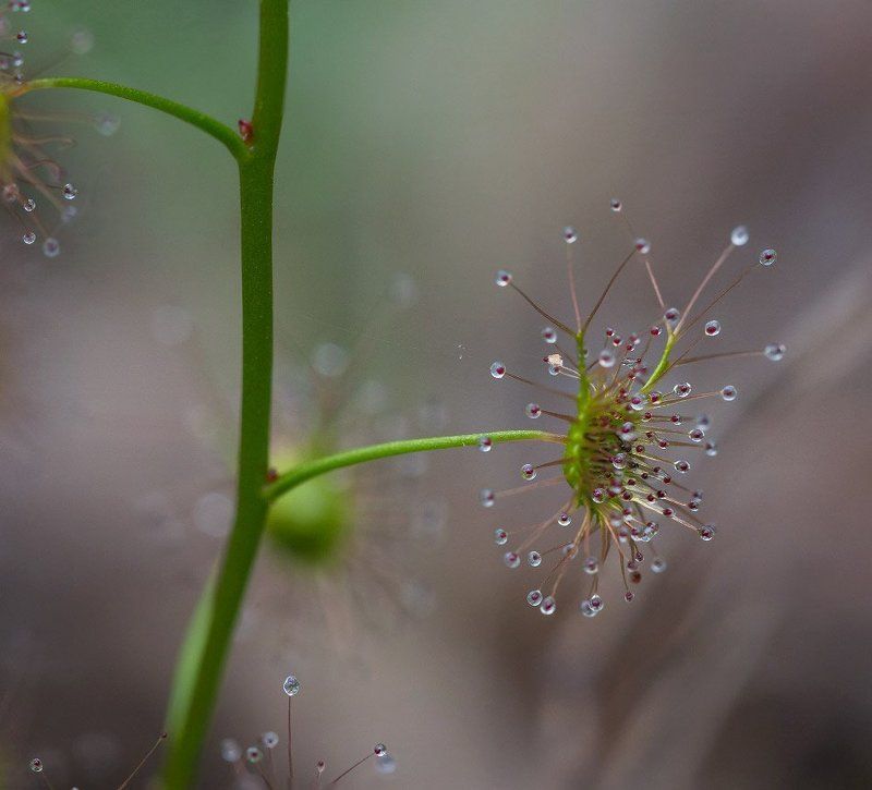 Дросера еще не ужинала. фото превью
