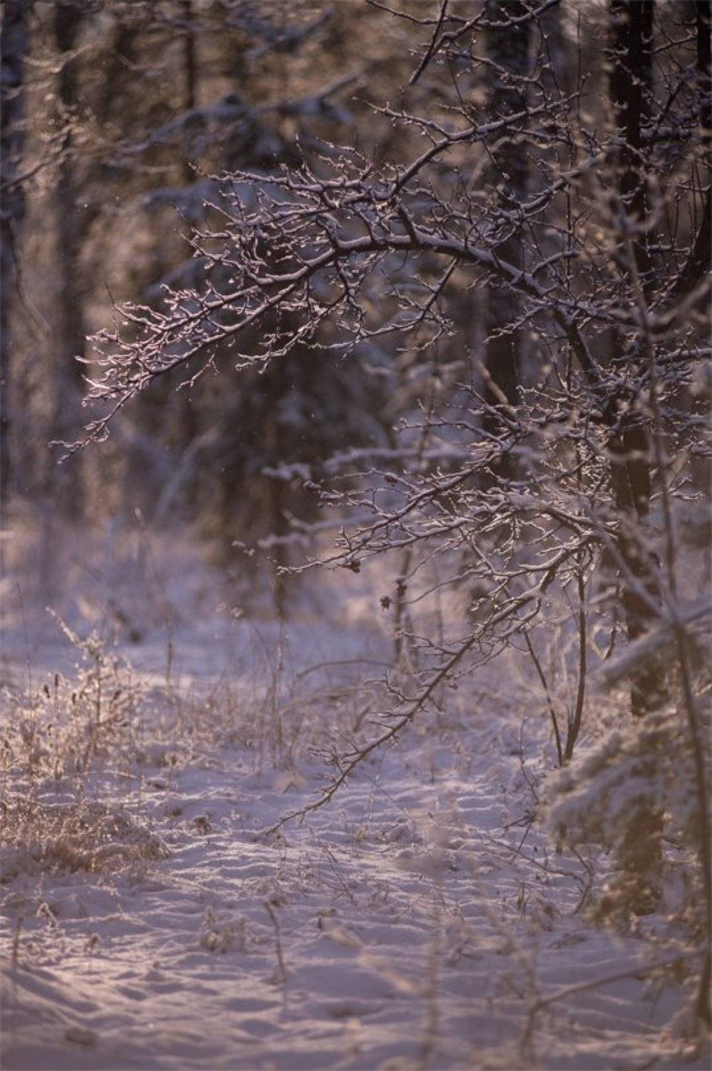 , Геннадий Мещеряков
