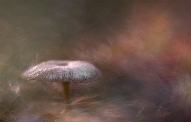 Грибной дух... фото превью