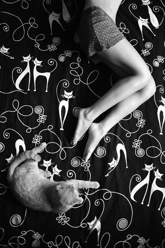 Кошки фото превью