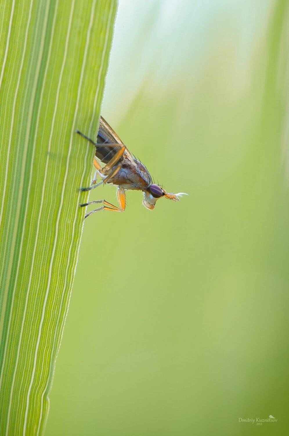 , Кузнецов Дмитрий