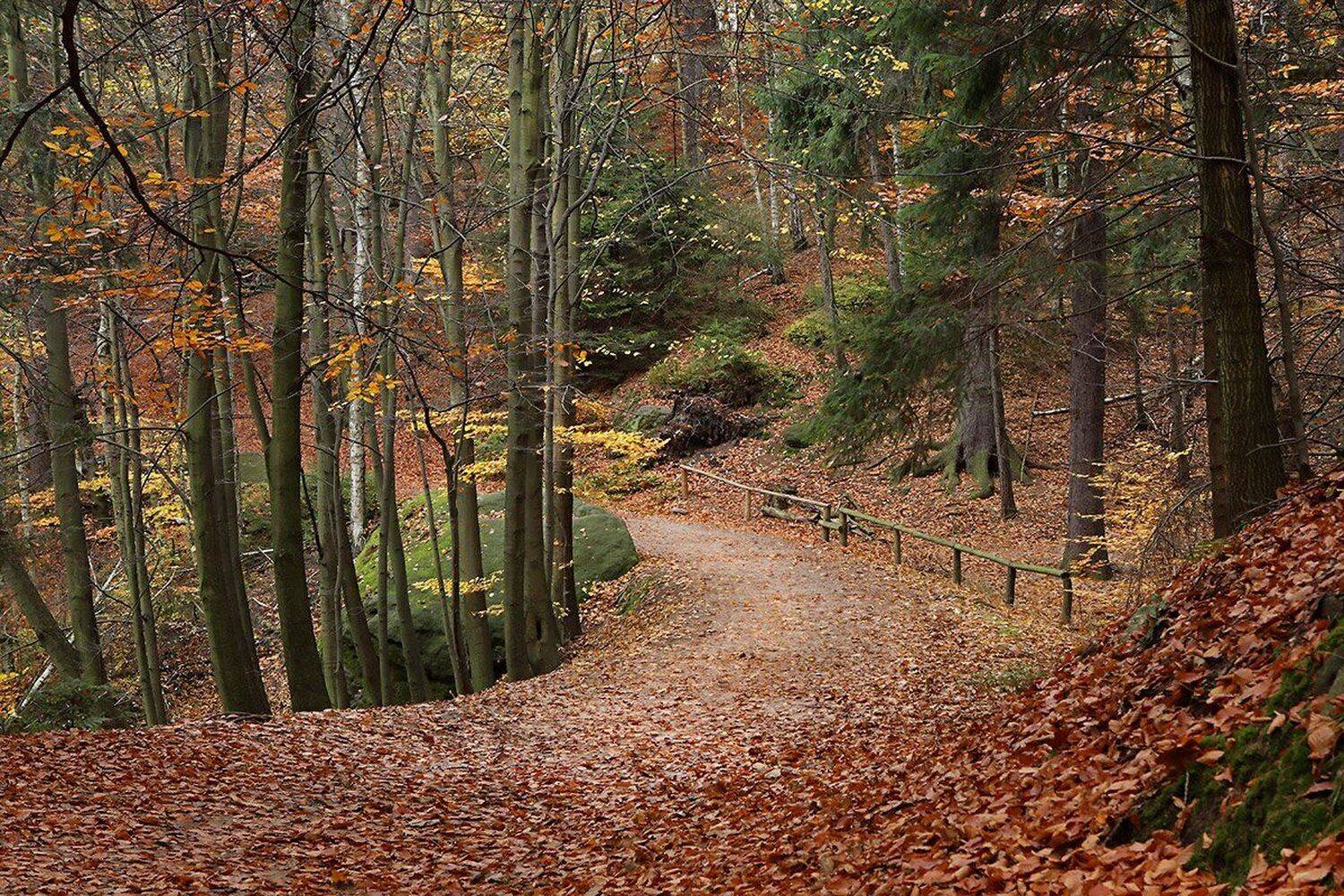 , Игорь Дубровский