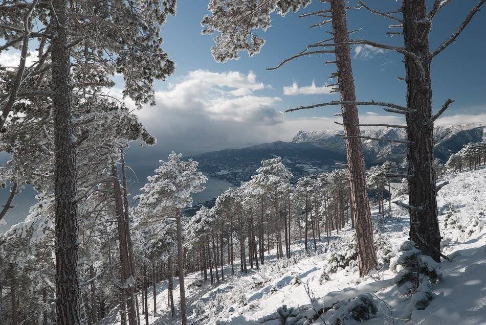 , Саша  Вайсберг.