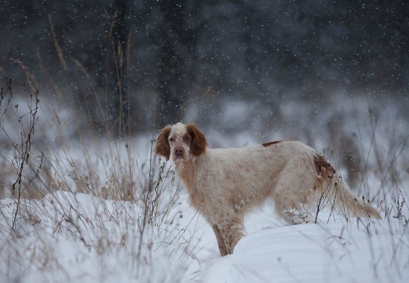 Английский сеттер, Зимняя прогулка, Охота с английским сеттером, Портрет собак, Прогулки с собакой, Саров, Снег, Съемка собак Радость первого снега фото превью