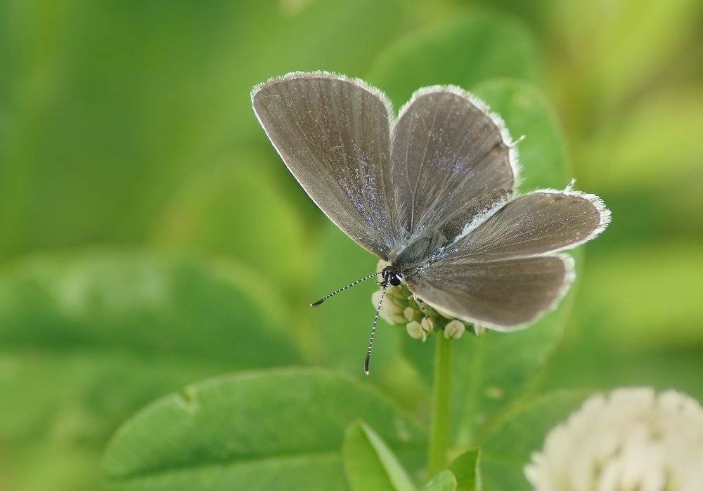 , Чепленко Алексей