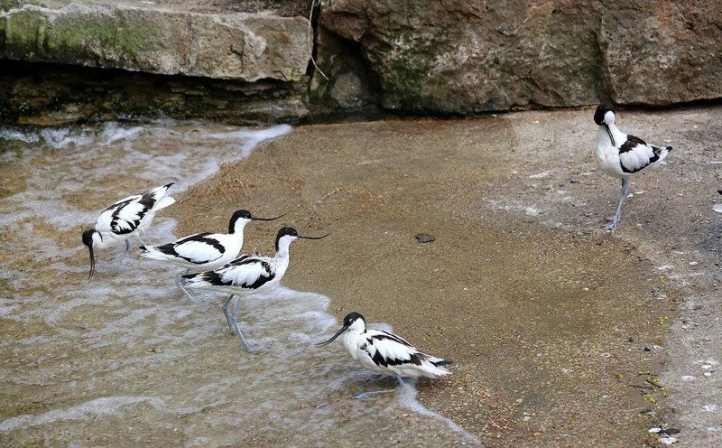 Шилоклювки фото превью