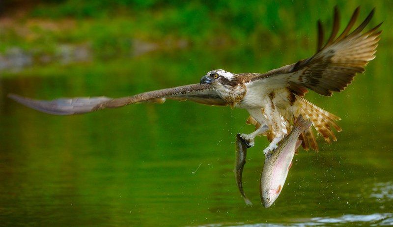 очень кушать хочется... фото превью