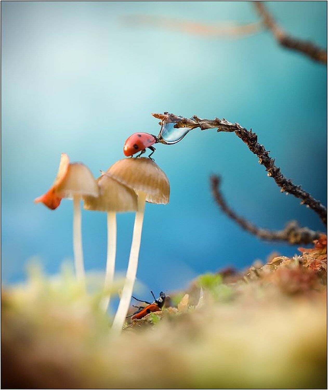 Макро, Макро мир, Макро фото, Александр Чорный