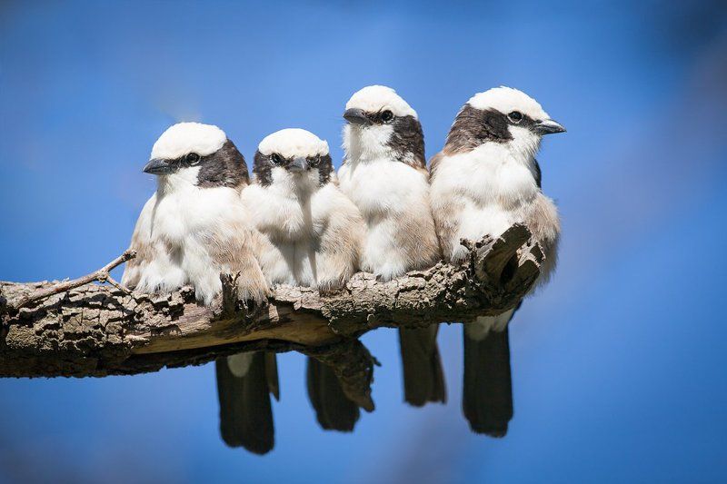 без пятого не начинаем... фото превью