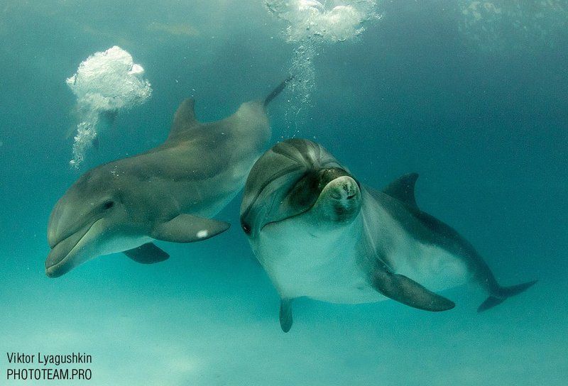 Мы тоже умеем пузыри пускать фото превью