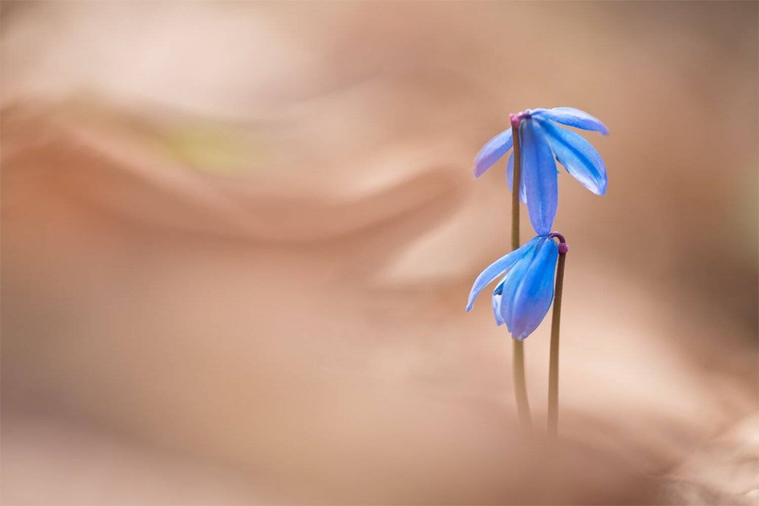 , Геннадий Мещеряков