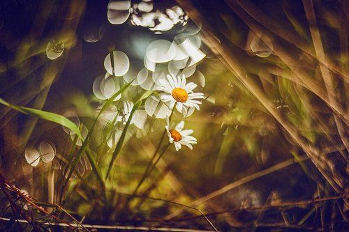 Привет, ромашки