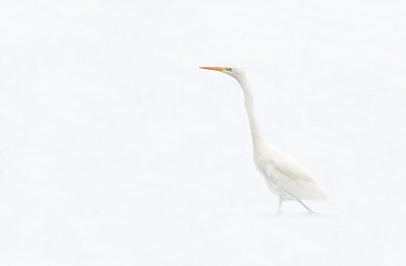 Great Egret