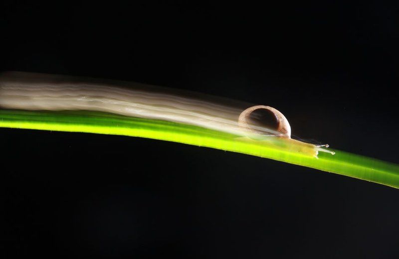 Быстрый Улитка фото превью