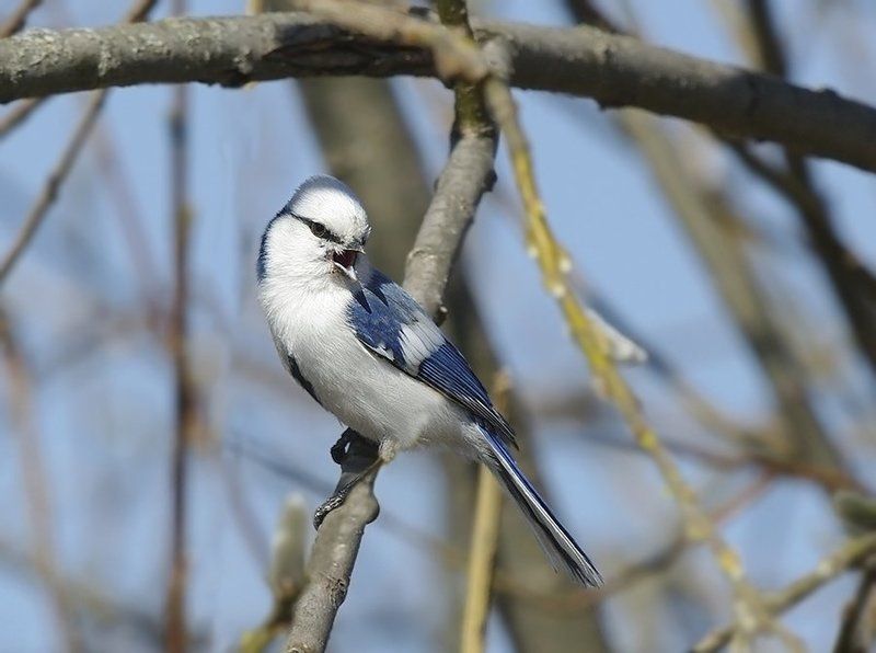 князёк, cyanistes cyanus, azure tit,  paridae, Князёк фото превью