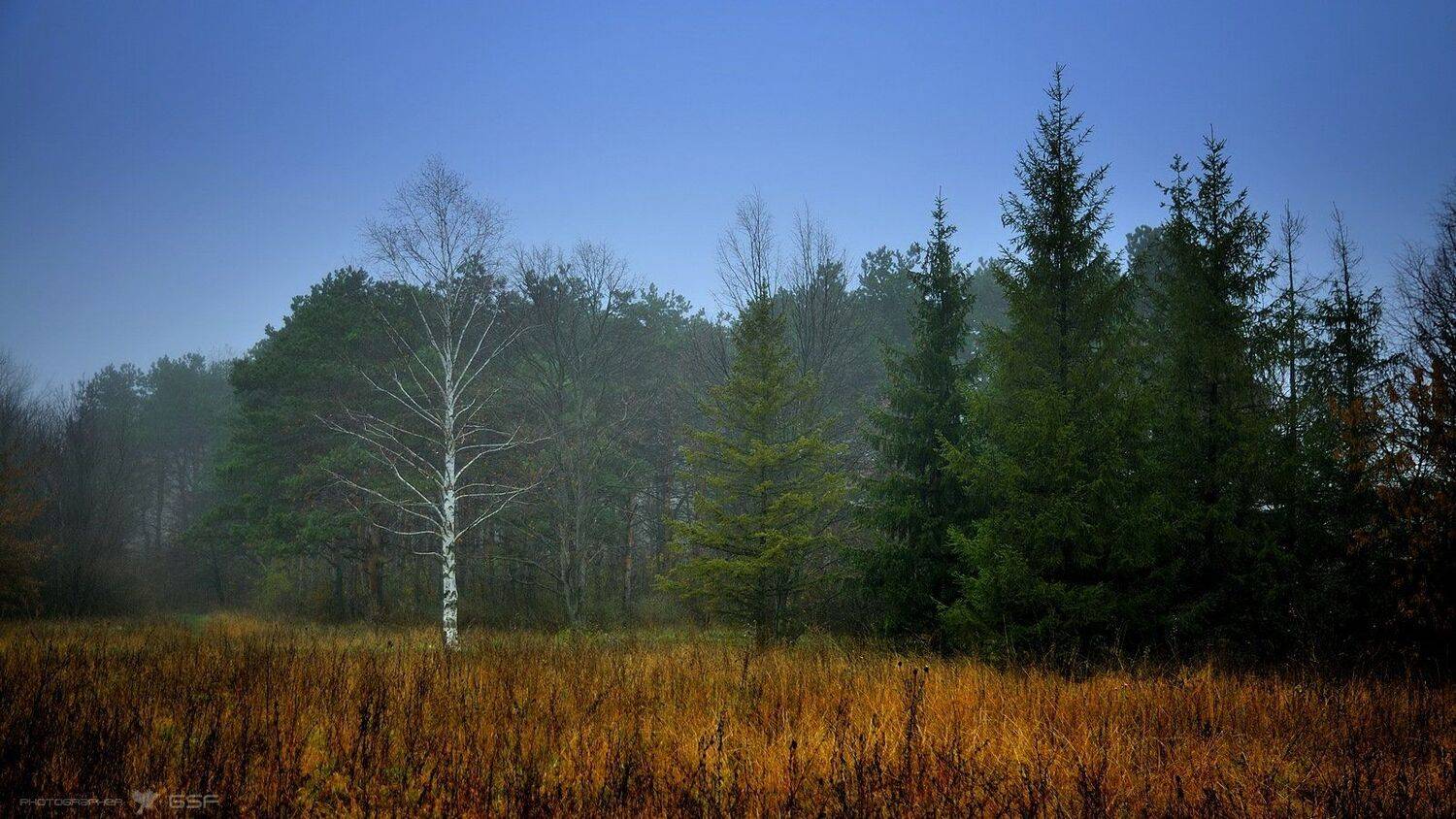 парк, осень, лес, туман, природа, пейзаж, Serj Master